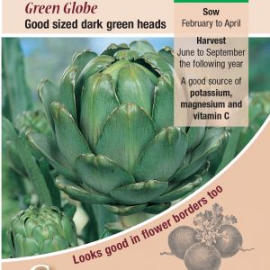 Artichoke – Green Globe