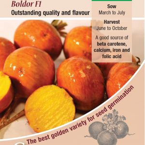 Beetroot – Boldor F1