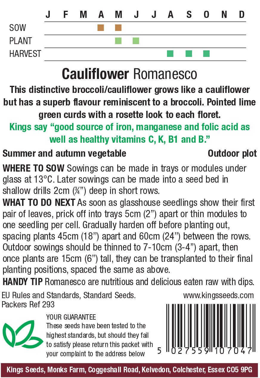 Pkt Rudbeckia Goldilocks