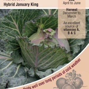 Cabbage – January King Marabel F1