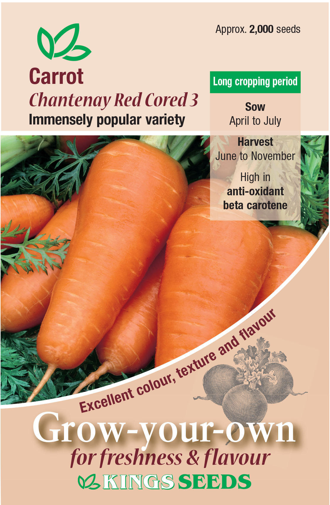 Pkt Rudbeckia Goldilocks