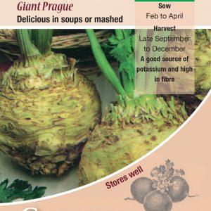 Celeriac – Giant Prague
