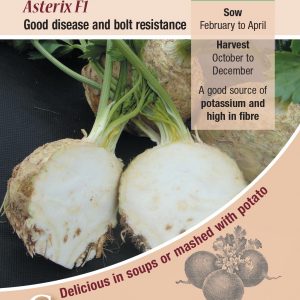 Celeriac Asterix F1 – 50 Seeds (Av.)