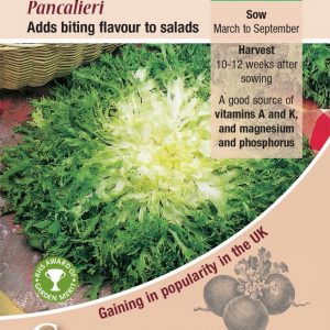 Endive – Pancalieri