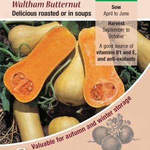 Winter Squash Waltham Butternut