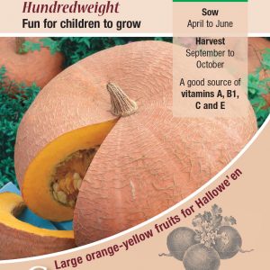 Pumpkin – Hundredweight (Cucubita maxima)