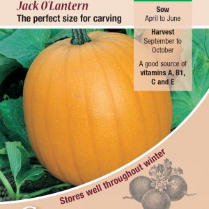 Pumpkin – Jack O’Lantern