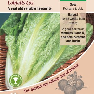 Lettuce – Lobjoits Cos