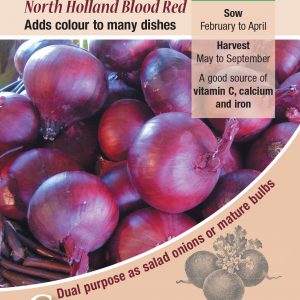 Onion  – North Holland Blood Red