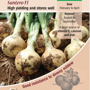 Onion – Santero F1