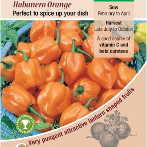 Chilli Pepper – Habanero Orange