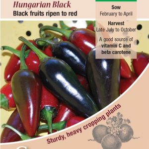 Chilli Pepper – Hungarian Black
