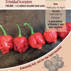 Chilli Pepper – Trinidad Scorpion