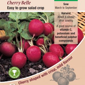 Radish – Cherry Belle
