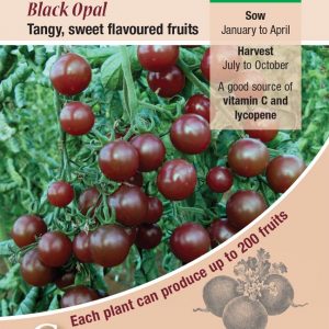 Tomato – Black Opal