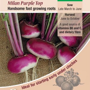 Turnip – Milan Purple Top