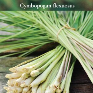 Herb – Lemon Grass – East Indian (Cymbopogan flexuosus)