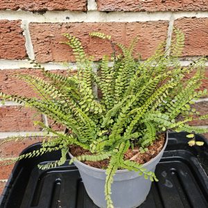 Maidenhair Spleenwort – Fern – Asplenium trichomanes – 2L – Hardy Perennial