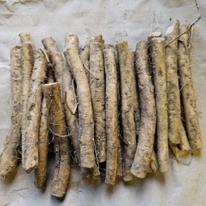 Armoracia rusticana – Horseradish (5 Thongs)