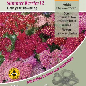 Achillea ‘Summer Berries F2’ – HP