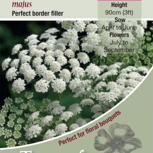 Ammi majus – HA