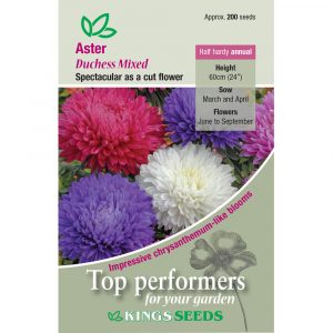 Aster ‘Duchess Mixed’ – HHA