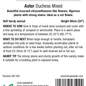 Aster ‘Duchess Mixed’ – HHA