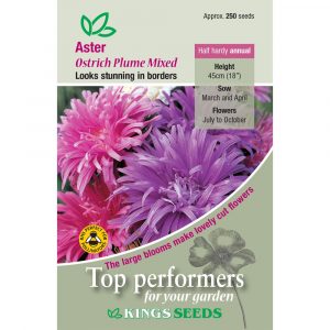 Aster ‘Ostrich Plume’ – HHA