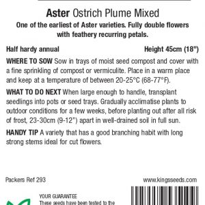 Aster ‘Ostrich Plume’ – HHA