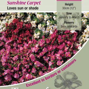 Begonia ‘Sunshine Carpet’ – HHA