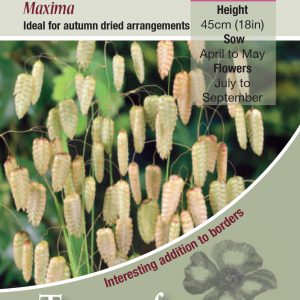 Briza maxima (Quaking Grass) – HA