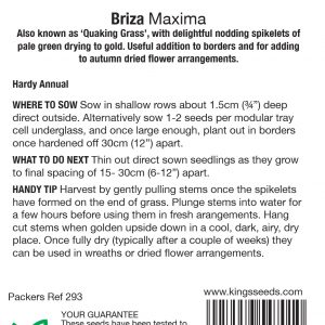 Briza maxima (Quaking Grass) – HA