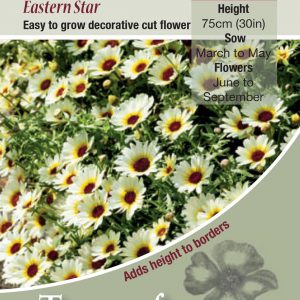 Chrysanthemum ‘Eastern Star’ – HA