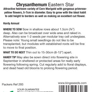 Chrysanthemum ‘Eastern Star’ – HA