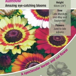 Chrysanthemum ‘Rainbow’ – HA