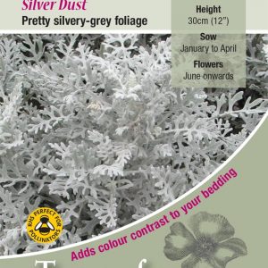 Cineraria maritime ‘Silver Dust’ – HHA