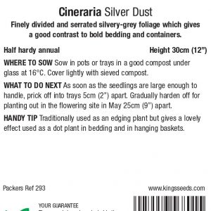 Cineraria maritime ‘Silver Dust’ – HHA