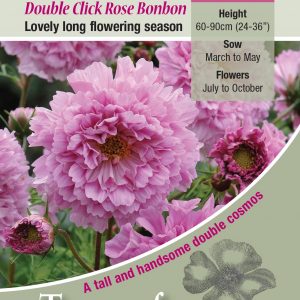 Cosmos ‘Rose Bon Bon’ – HA