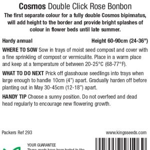 Cosmos ‘Rose Bon Bon’ – HA