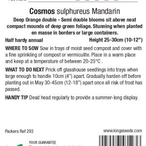 Cosmos sulphureus ‘Mandarin’ – HHA