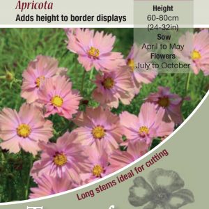 Cosmos ‘Apricota’ – HHA
