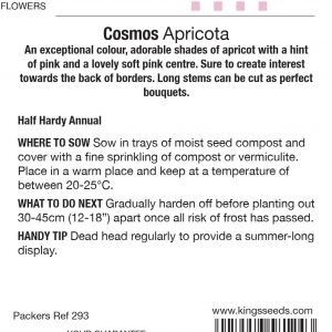 Cosmos ‘Apricota’ – HHA