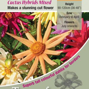 Dahlia ‘Cactus Hybrids Mixed’ – HHP