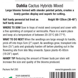 Dahlia ‘Cactus Hybrids Mixed’ – HHP