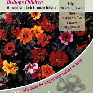 Dahlia ‘Bishops Children’ – HHP