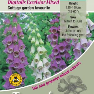 Foxglove – Digitalis ‘Excelsior Mixed’ – HB