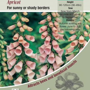 Foxglove – Digitalis purpurea ‘Apricot’ – HB