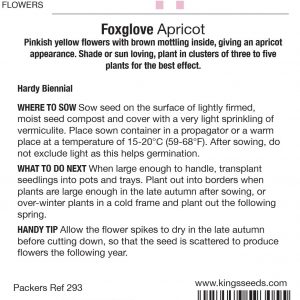 Foxglove – Digitalis purpurea ‘Apricot’ – HB