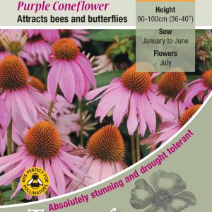 Echinacea purpurea ‘Purple Coneflower’ – HP
