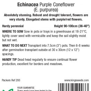 Echinacea purpurea ‘Purple Coneflower’ – HP